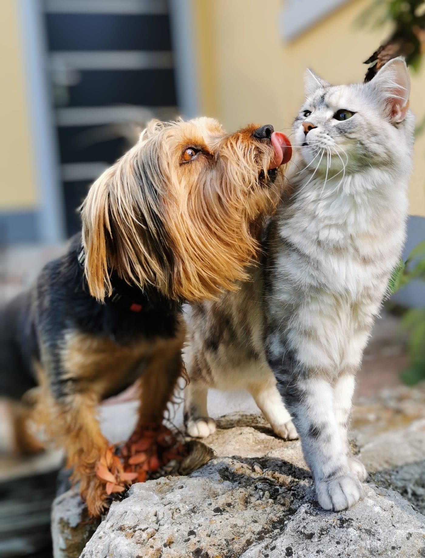 A dog and a cat nose to nose, for animal volunteering in Hong Kong