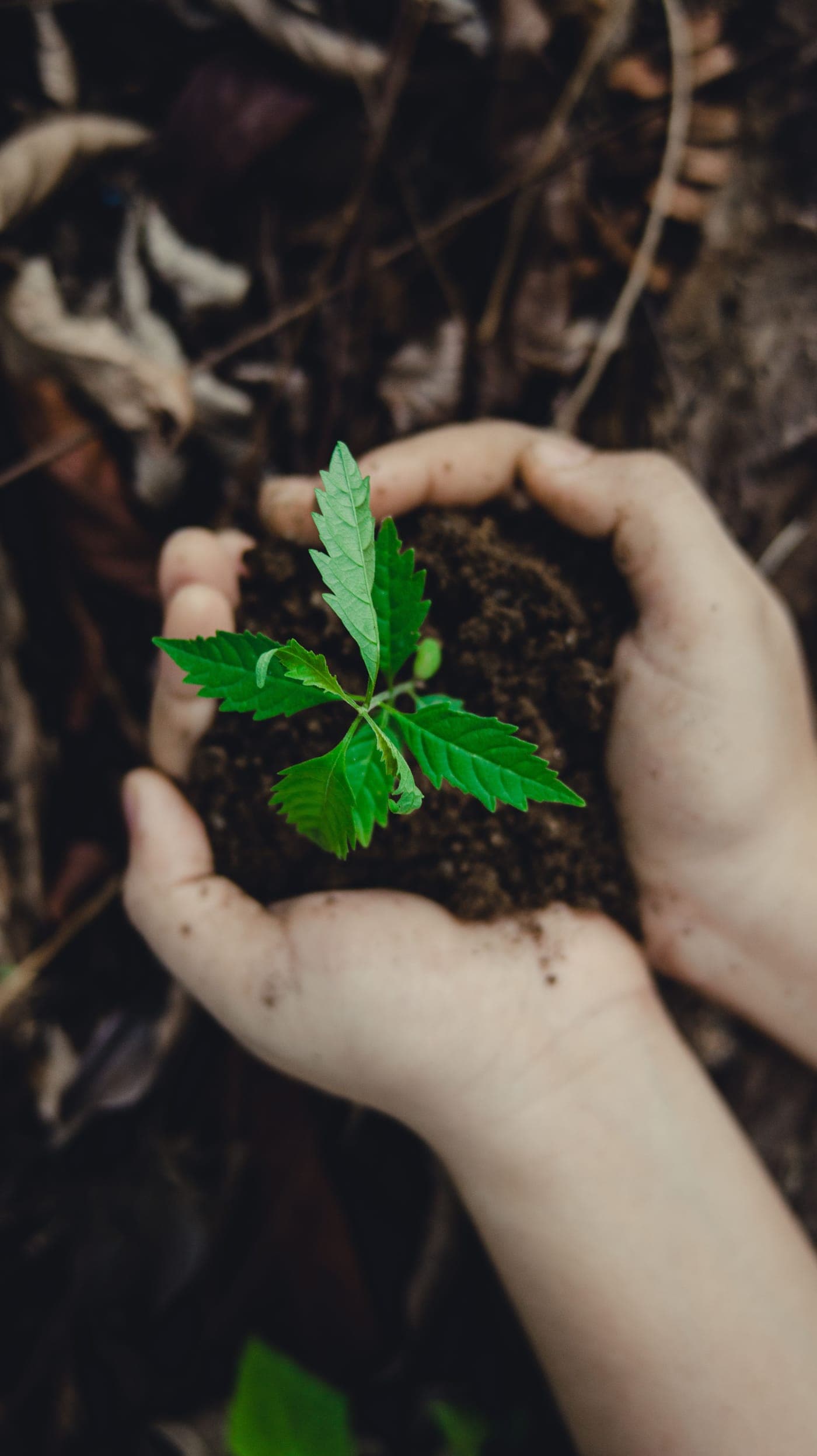 Hands holding a tree seedling, for environmental volunteering in Hong Kong