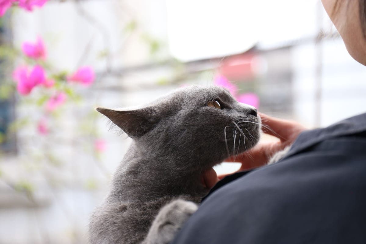 A cat at an animal volunteering opportunity in Hong Kong