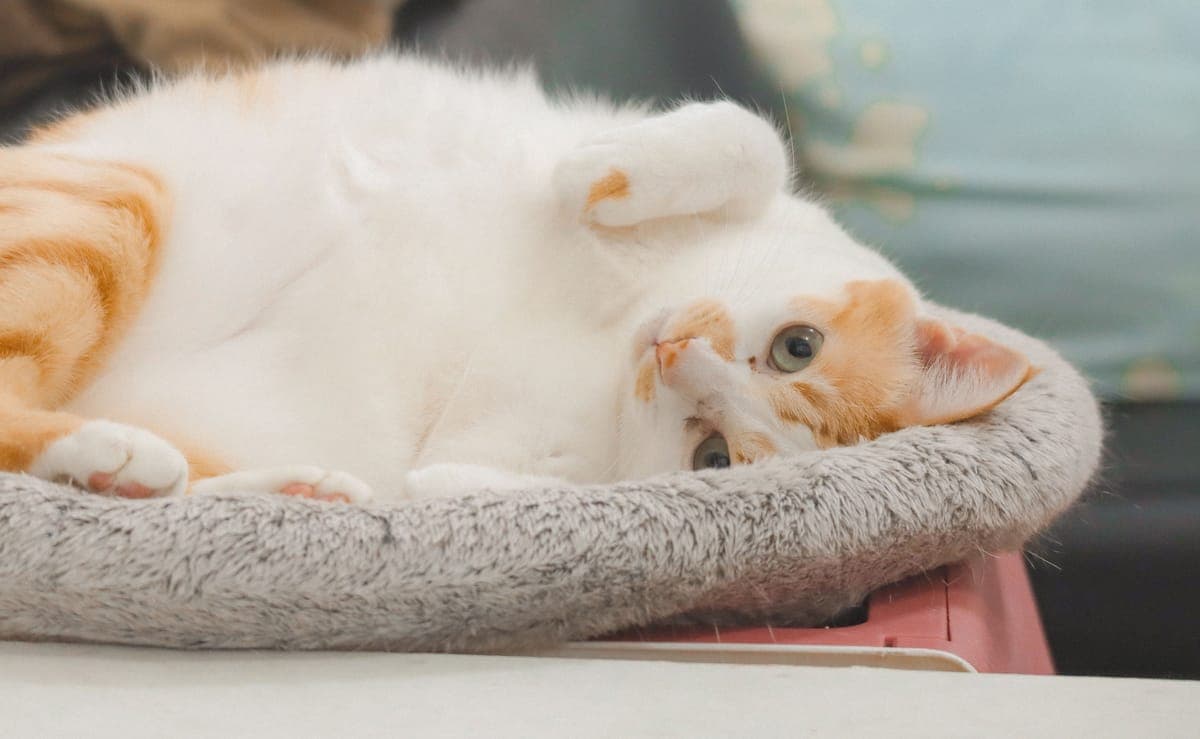 A cat at an animal volunteering opportunity in Hong Kong