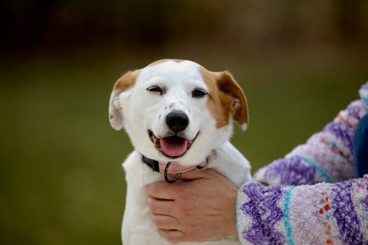 A dog at an animal volunteering opportunity in Hong Kong