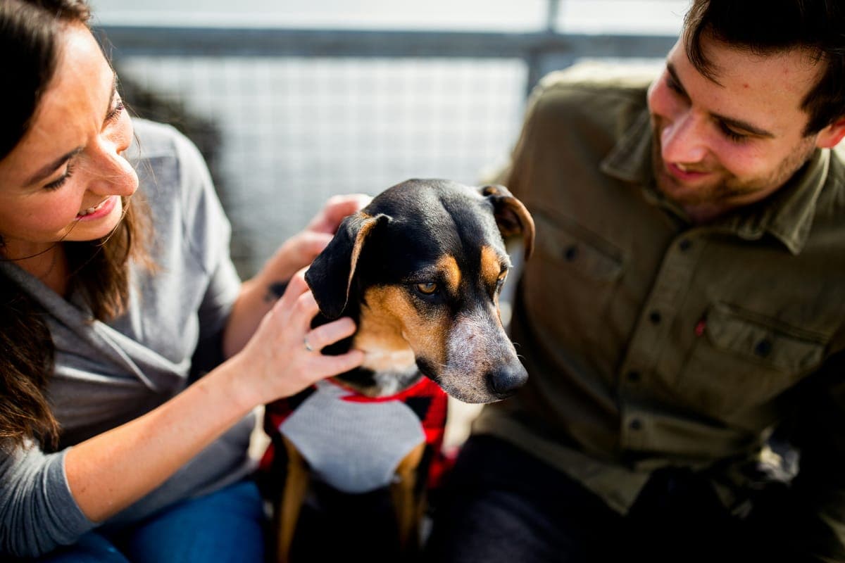 A dog at an animal volunteering opportunity in Hong Kong