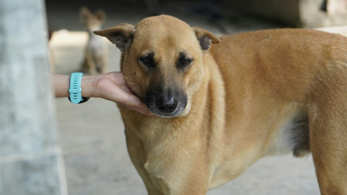 A dog in Hong Kong waiting to be walked