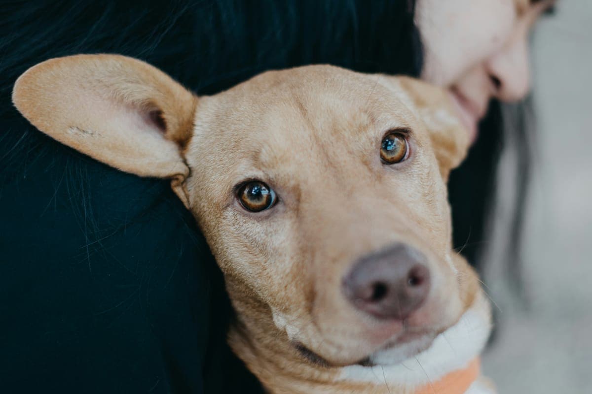 A dog at an animal volunteering opportunity in Hong Kong
