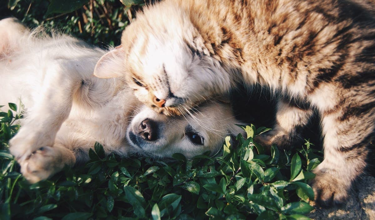 A dog and cat at an animal volunteering opportunity in Hong Kong