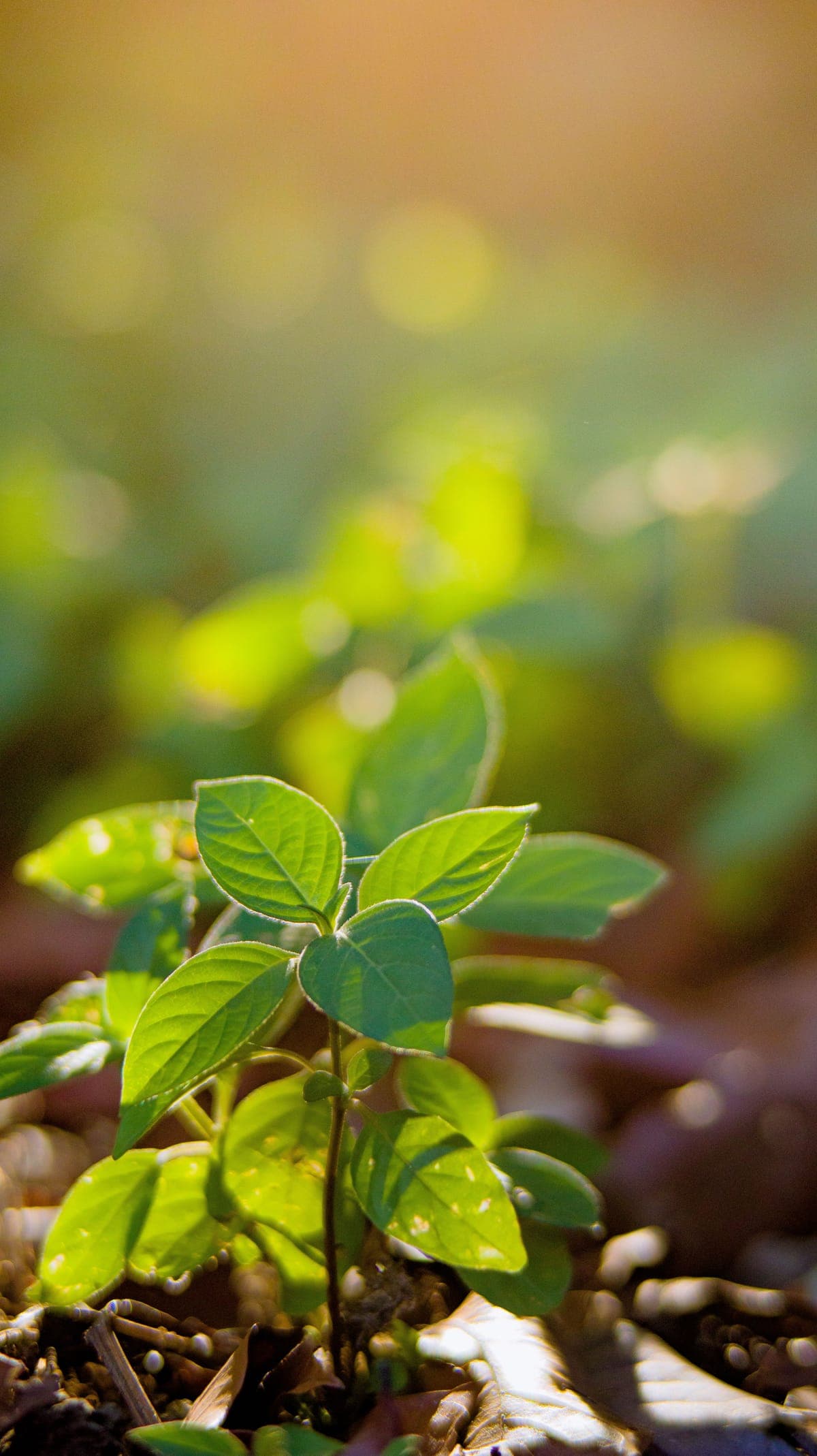 Environmental volunteering and nature in Hong Kong