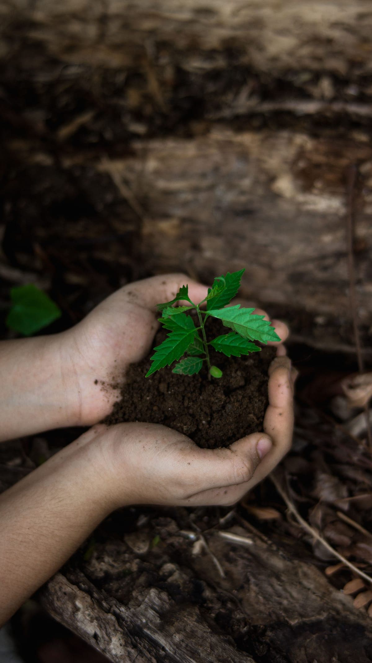 Environmental volunteering and nature in Hong Kong